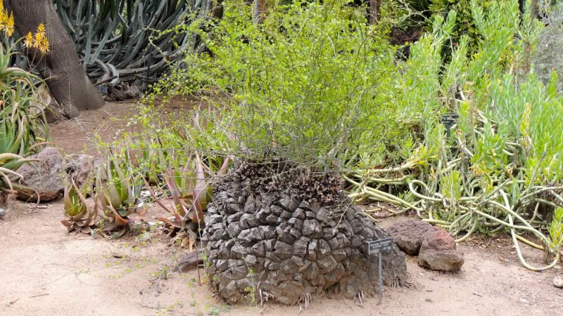 南非龟甲龙播种技巧