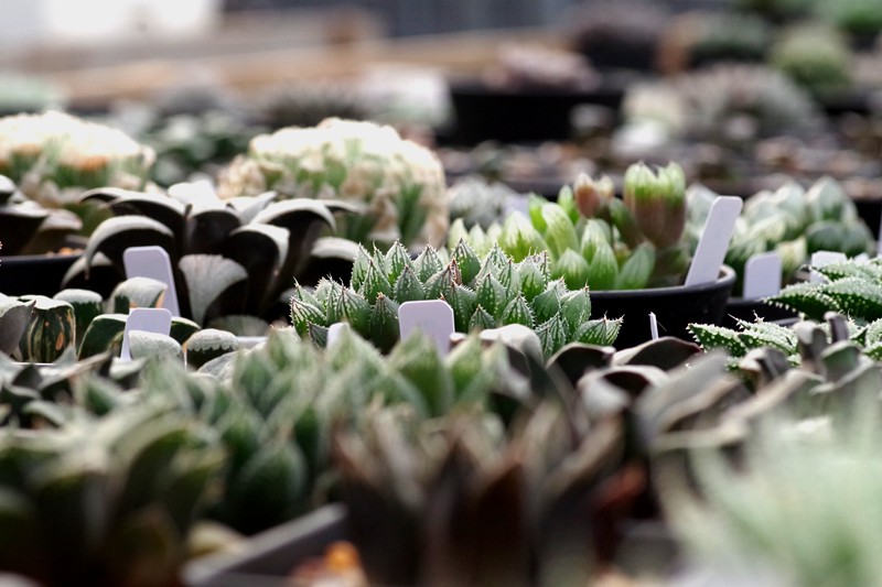 十二卷属Haworthia物种分类