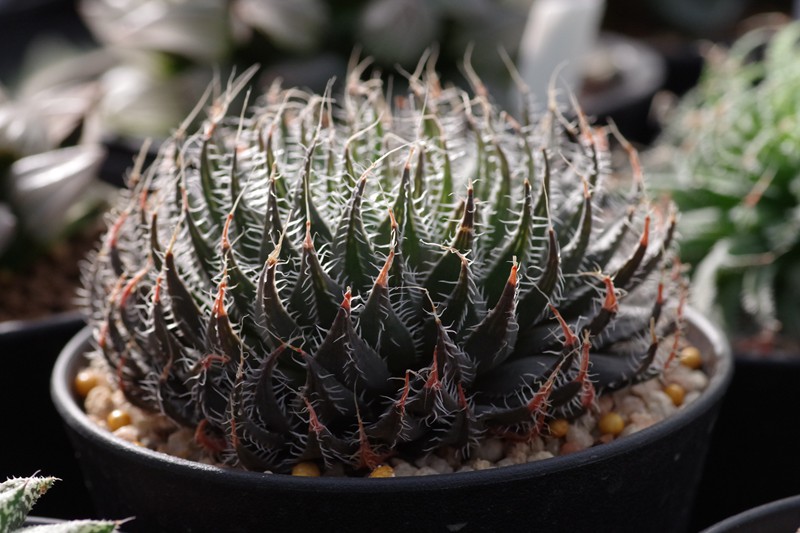 瓦苇属4大编号体系命名规则详解：MBB/GM/IB/JDV 怎么看？