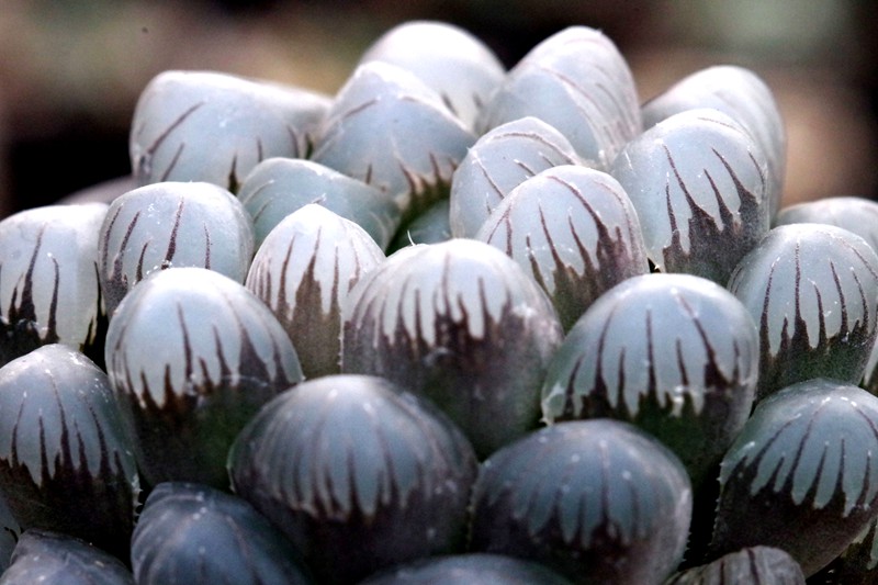 瓦苇属Haworthia（十二卷属）养护要点